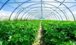 大棚娱乐爆料,独家爆料带你探秘娱乐圈风云