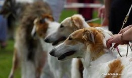 兽境猎犬爆料视频大全下载