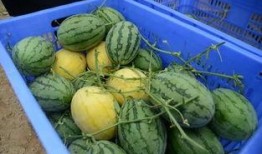 最新吃瓜群免费