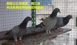 鸽子爆料打架视频大全,打架视频大全回顾