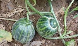 临沂吃生瓜网红叫什么,挑战味蕾极限！