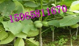 碧根果种植爆料视频,视频爆料带你走进丰收的秘密花园