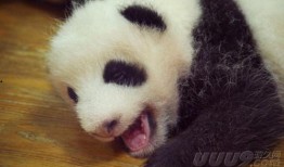 熊猫岁岁 视频爆料,揭秘幕后真相