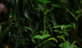 草叶在线观看,探寻自然之美与生命奥秘的视觉之旅