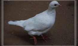 鸽子爆料打架视频大全,打架视频大全回顾