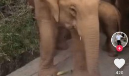 汪小菲爆料了吗抖音视频,独家爆料背后的真相