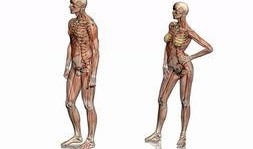 人体模型最新爆料图,未来健康生活新趋势