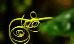 草叶在线观看,探寻自然之美与生命奥秘的视觉之旅