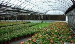 大棚娱乐爆料,独家爆料带你探秘娱乐圈风云