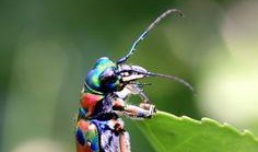 昆虫在线观看,在线探索奇妙昆虫生态之旅