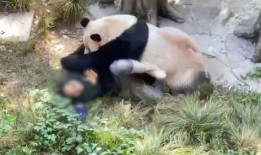 熊猫岁岁 视频爆料,揭秘幕后真相