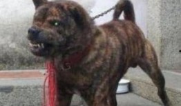 兽境猎犬爆料视频大全下载