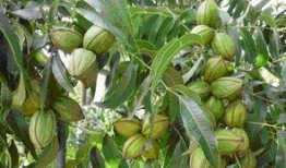 碧根果种植爆料视频,视频爆料带你走进丰收的秘密花园