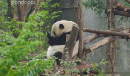 熊猫岁岁 视频爆料,揭秘幕后真相