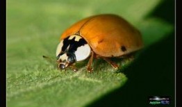 昆虫在线观看,在线探索奇妙昆虫生态之旅