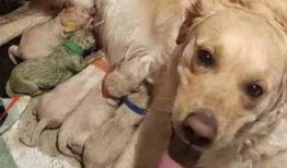 最新台湾狗崽爆料新闻报道,最新独家新闻揭秘