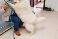 德云女孩爆料事件真相视频