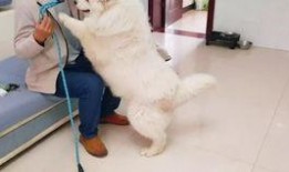 德云女孩爆料事件真相视频