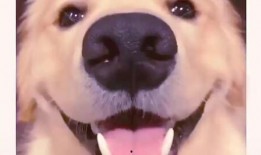 抖音网红狗子与我吃瓜,一场吃瓜盛宴的欢乐互动