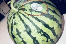 花臂网红吃瓜,揭秘娱乐圈幕后真相