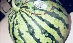 花臂网红吃瓜,揭秘娱乐圈幕后真相