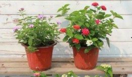 小云兰爆料视频大全集最新,揭秘娱乐圈幕后真相