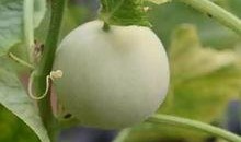 甜瓜巨星爆料下载最新版,下载最新版，解锁甜瓜世界新篇章