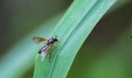 昆虫在线观看,在线探索奇妙昆虫生态之旅
