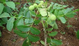 碧根果种植爆料视频,视频爆料带你走进丰收的秘密花园