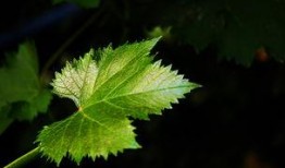 草叶在线观看,探寻自然之美与生命奥秘的视觉之旅