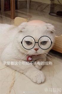 刘二豆与娱乐吃瓜君